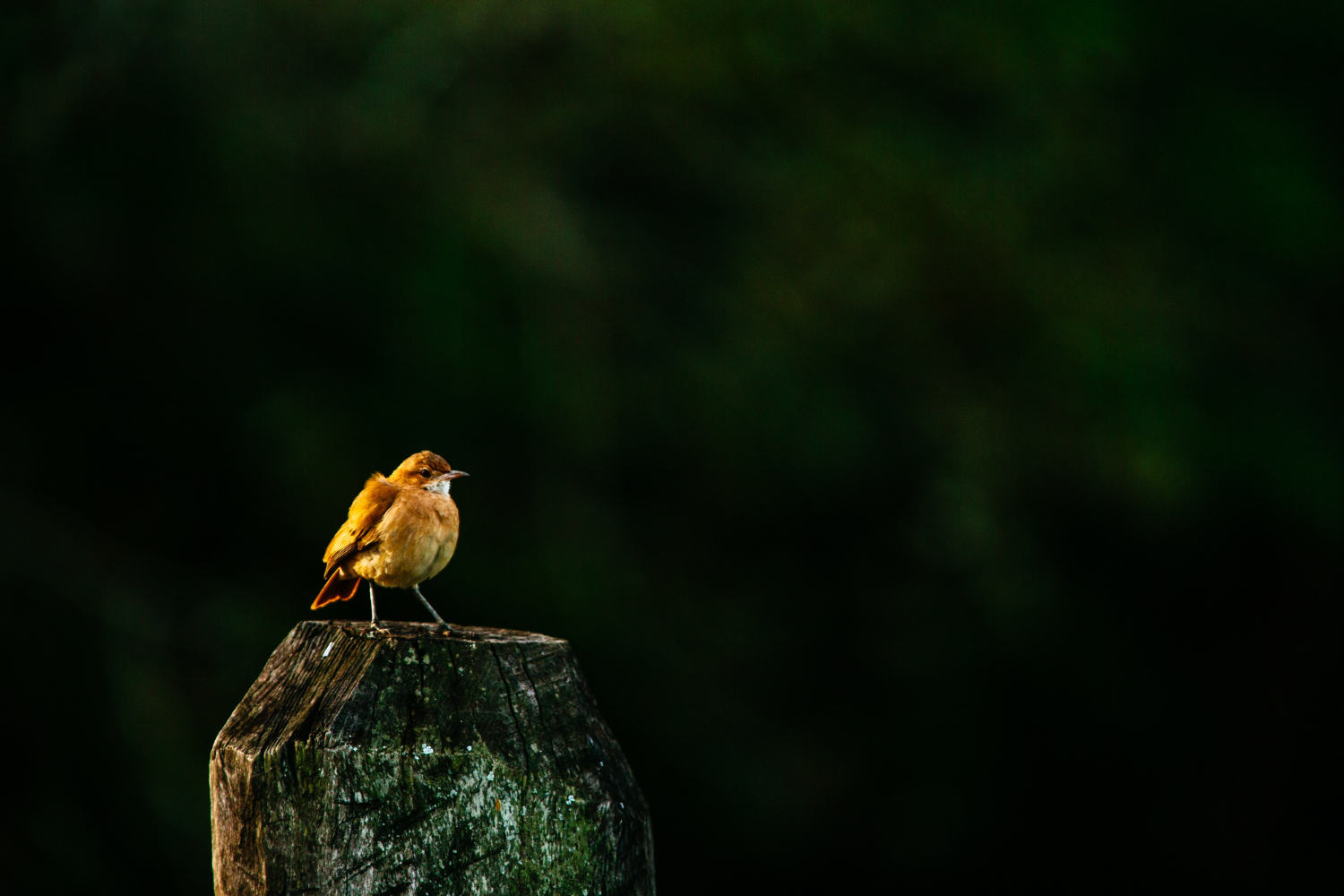 Nature Shots